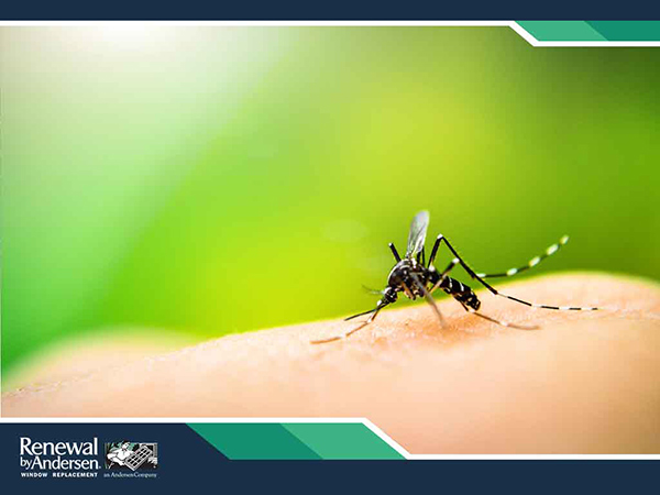 Environmental Conditions Affecting Mosquito Activity