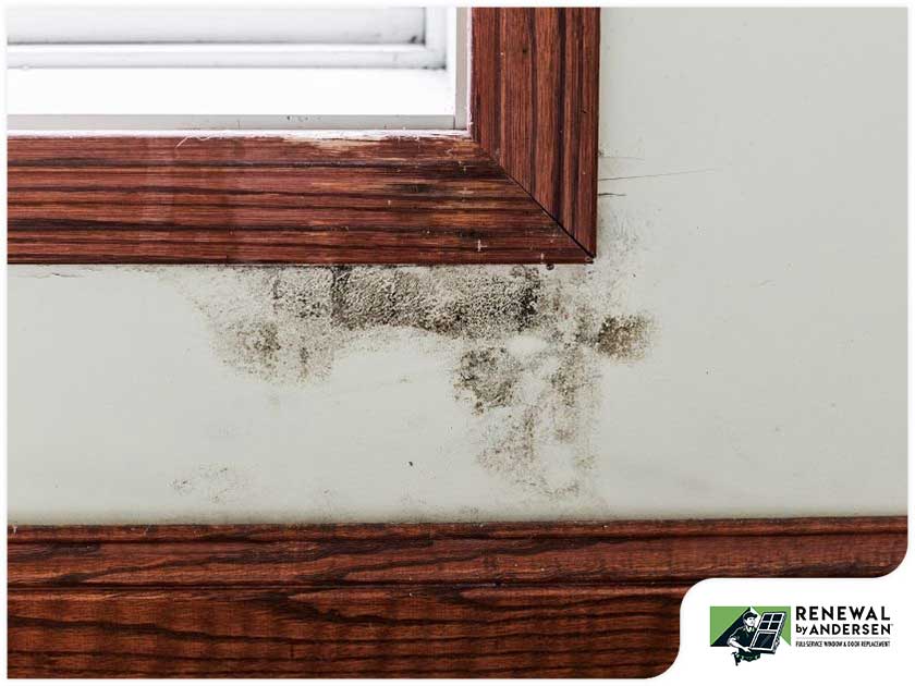 How to Clean Mold from Window Sills - Advantage Pro Services